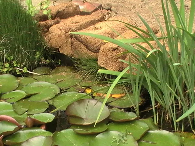 Vijverrand van natuursteen met waterlelies langs het gazon