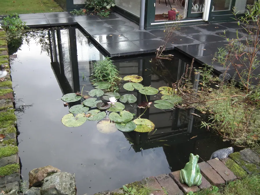 Dezelfde vijver afgerond, met waterlelies en beplante oever