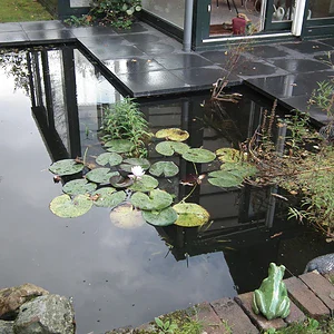 vijver (6)